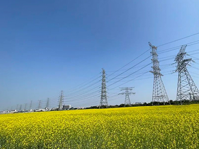 尊龙体育妄想丨央视点赞东莞厚街复耕良田盛开迎春花！