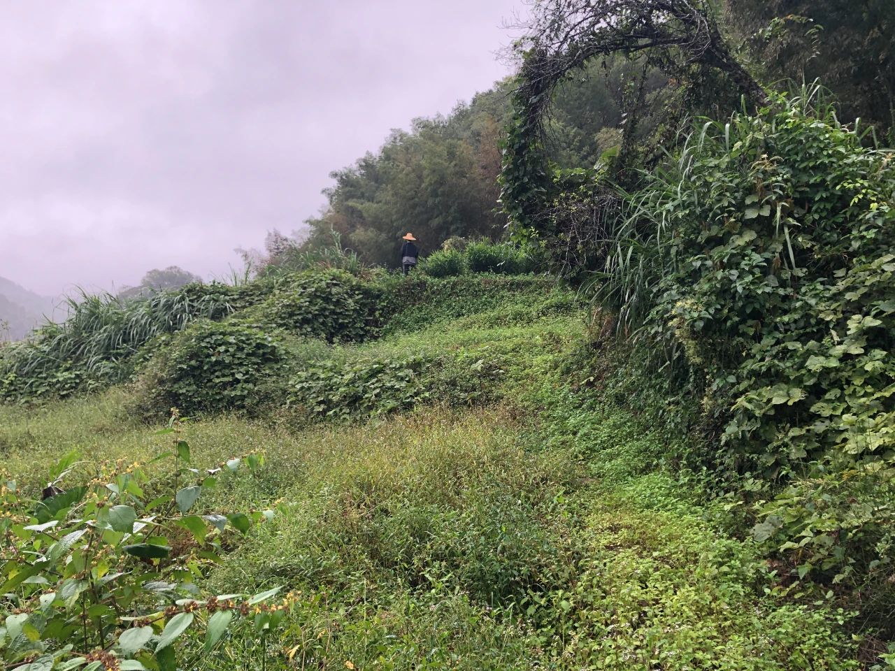 尊龙体育妄想 | 我司土地整治项目二次荣登央视，，，，荒地变良田，，，，智绘好丰景